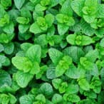 MINT EXTRACT
